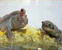 Cross-species gene transfer is a major driver of evolution, study claims