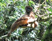 Spider monkey groups use collective computation to forage for food