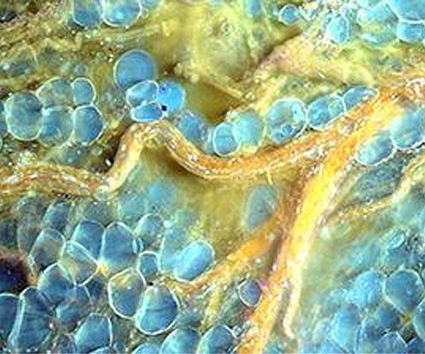 Three tissue engineering projects for ISS experiments awarded