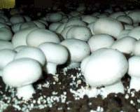 Green tea and mushrooms cut breast cancer risk: study