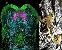 Of bugs and brains