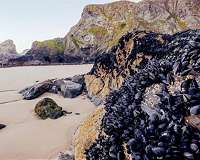 Ocean acidification harms young mussels