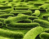 Tuberculosis epidemic larger than previously thought