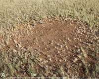 In African 'fairy circles,' a template for nature's many patterns