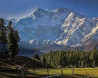 'Green gold': Pakistan plants hundreds of millions of trees