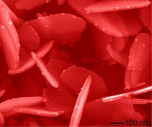 Scientist Chronicle Nanoparticle Journey From The Lungs Into The Body