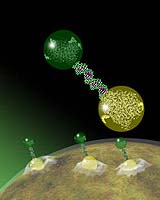 DNA Molecules Used To Assemble Nanoparticles