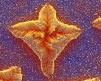 Physicists Reveal First Nanoflowers