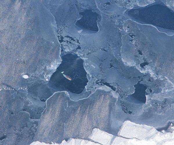 Narwhals' climate-vulnerable winter feeding crucial for survival