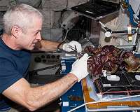 Study confirms space-grown lettuce nutritious, safe