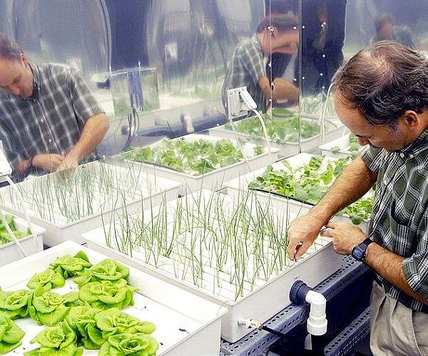 Rutgers awarded $607,000 USDA grant to pioneer electroponics technology