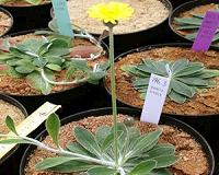 Improved harvest for small farms thanks to naturally cloned crops