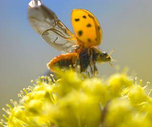 Increasing predator-friendly land can help farmers reduce costs