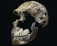 Where hominid brains are concerned, size doesn't matter
