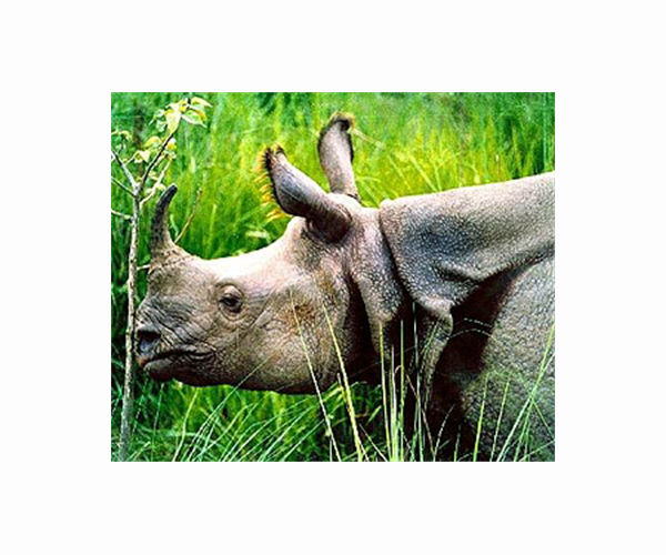 Rhino population in Nepal grows in conservation boost