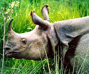 Two rhino poachers gunned down in India
