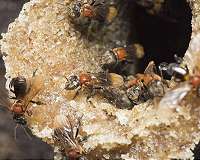 Social bees have kept their gut microbes for 80 million years