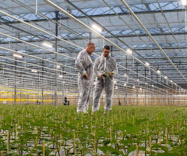Fluence Collaboration With Dutch Propagator WPK Creates Immediate Improvements in Plant Quality and Uniformity