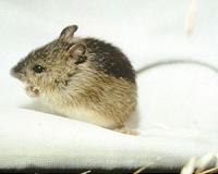 Mice in space showed liver damage after two weeks
