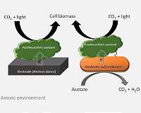 WSU researchers discover unique microbial photosynthesis