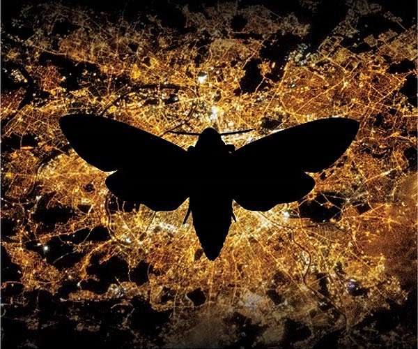 Noxious fumes at night aren't a pollinating moth's delight