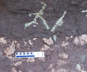 Animals flourished among lush plants during the Jurassic