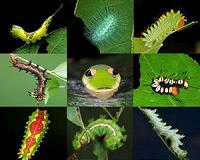 Scientists suggest the world should brace itself for a new wave of biological invasions