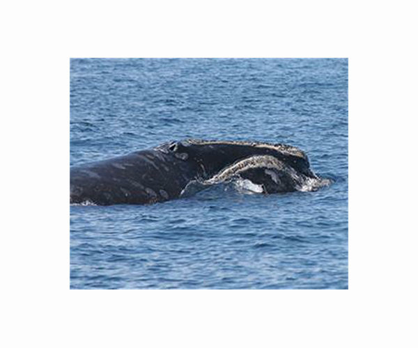 An endangered whale species is speeding towards extinction