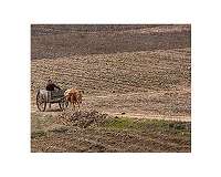 N. Korea says 'unprecedented' heatwave causing heavy crop damage