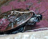 NOAA declines to list pinto abalone as endangered