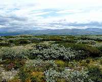 Meadows beat out shrubs when it comes to storing carbon
