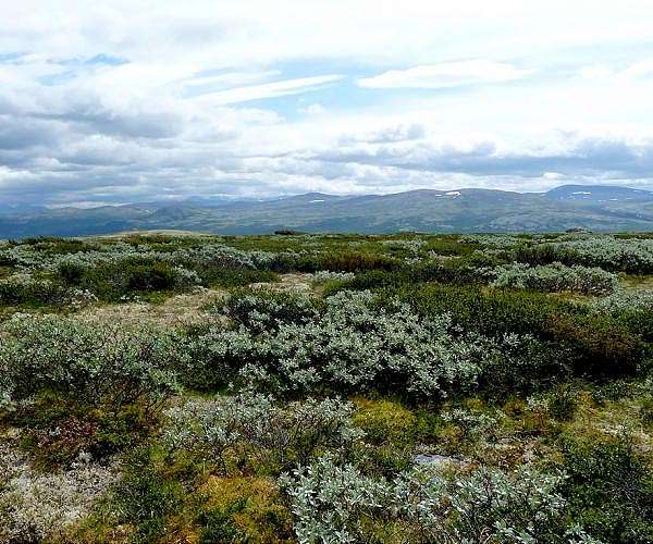 Norway sees hottest year on record in 2025