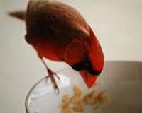 Scientists study half-male, half-female cardinal in Illinois