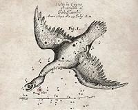 Colliding stars explain enigmatic 17th century explosion