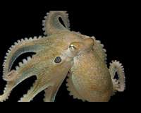 'Smart' cephalopods trade off genome evolution for prolific RNA editing