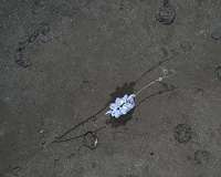Manganese nodules as breeding ground for deep-sea octopuses