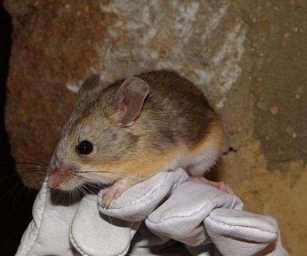 Mouse mummies point to mammalian life in Mars-like Andes