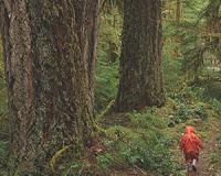 Old-growth forests may provide buffer against rising temperatures
