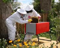 Plastic hive is the bee's knees