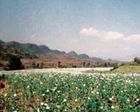 Poppy harvest huge financial boost for Taliban: US