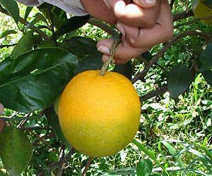 Phosphorus starvation linked to citrus disease