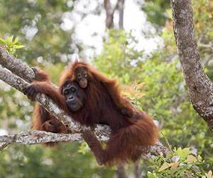 Avoiding An Ape-pocalypse