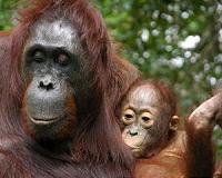 Rethinking the orangutan