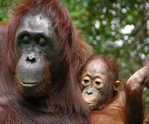 Orangutans harbor ancient primate Alu