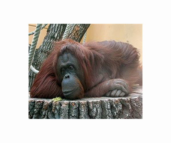 Testing times: Borneo orangutans get Covid swabs
