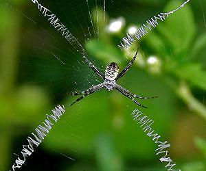 A spider web's strength lies in more than its silk