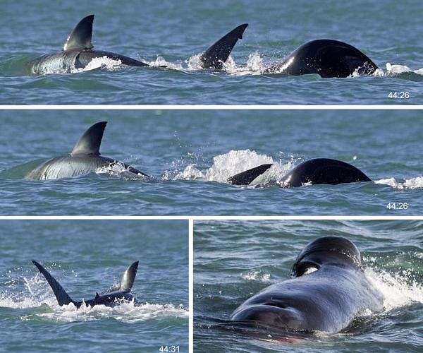 Unique Orca whale pod adopts specialized techniques to hunt whale sharks