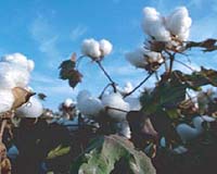Experiment Demonstrates 110 Years Of Sustainable Agriculture
