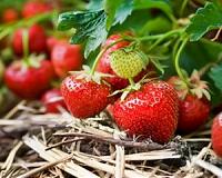 Anti-organic: Why do some farmers resist profitable change?