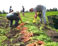 New Study Confirms The Ecological Virtues Of Organic Farming